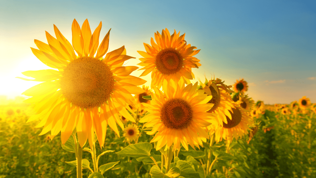 Sunflowers at sunrise.