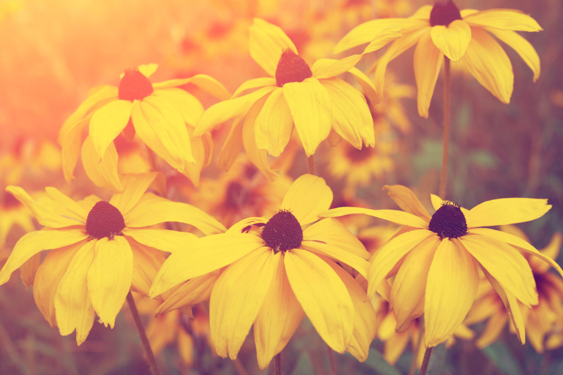 The sunrise backdrops a flower in a meadow.